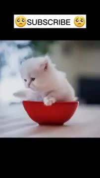 ✅ #shorts #shortvideo #viralvideo #trending #funny #animals #tiktok 2