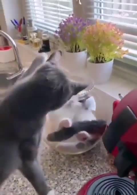 When you have a fish bowl, no fish but two cats.