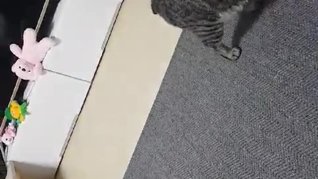 Playing the kitten