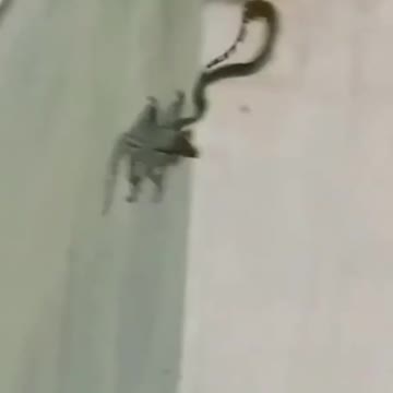 What a friend won't do for another|animal world