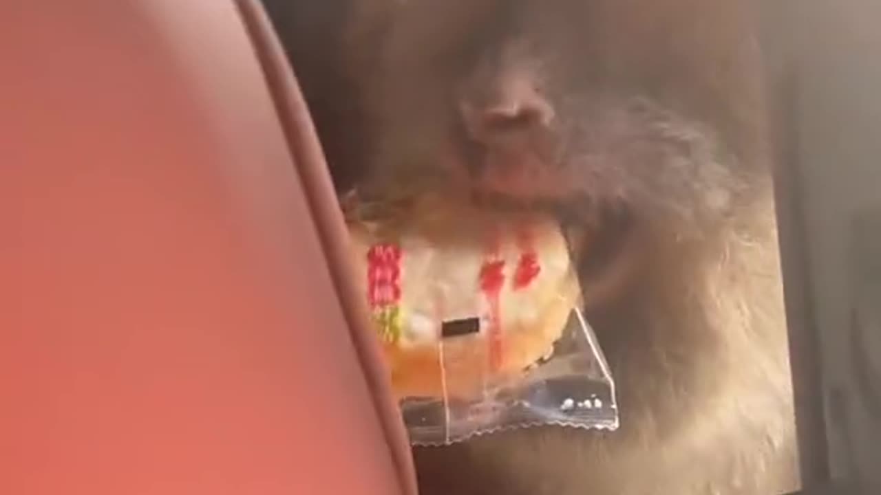 A brazen monkey robbed tourists