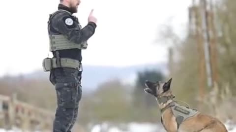 Army dog training video funny dog