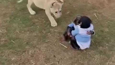 Brave lion cub