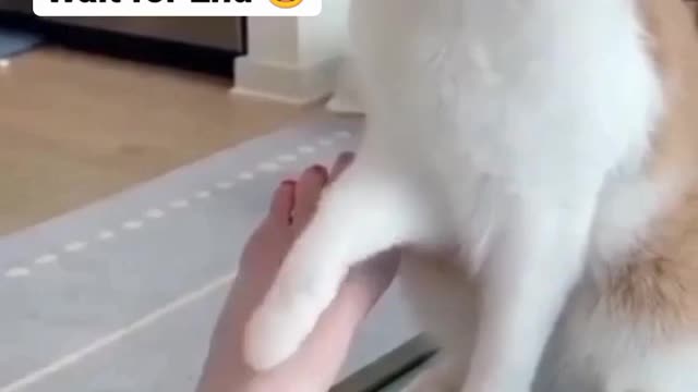 Funny animals prank videos funny cats compilation