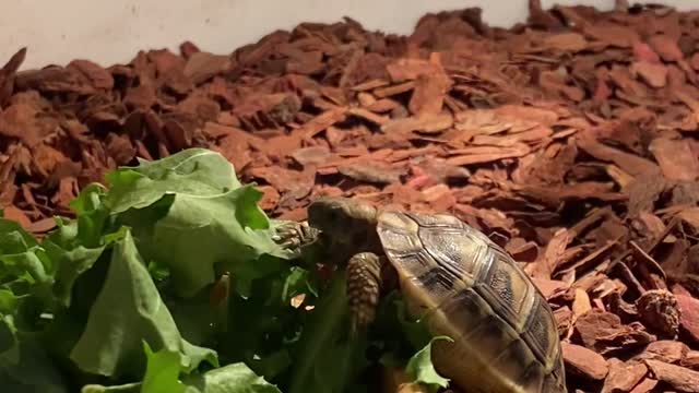 A cute turtle is eating.