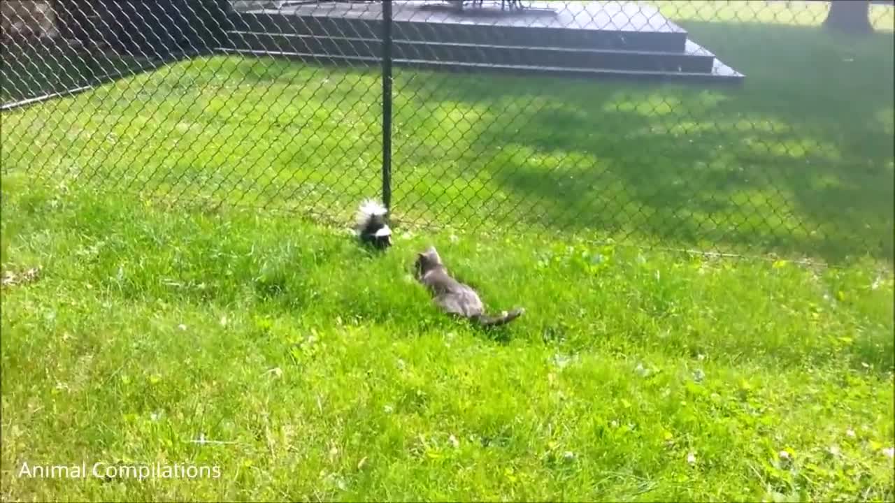 Beautiful skunks and their fun lives - compilation