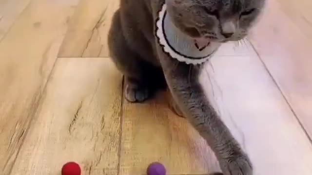 Smart Pet Cat passes ball test