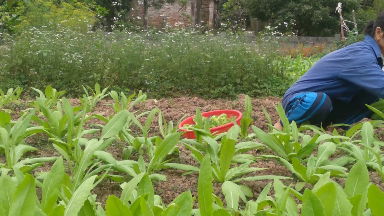 25 Days Harvesting Lettuce, Growing Fragrant Lettuce & Preparing Dishes From Pork