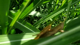 Grasshopper mating on the leaf