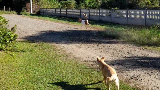 Fearful dog x goatling