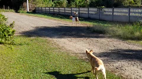 Fearful dog x goatling