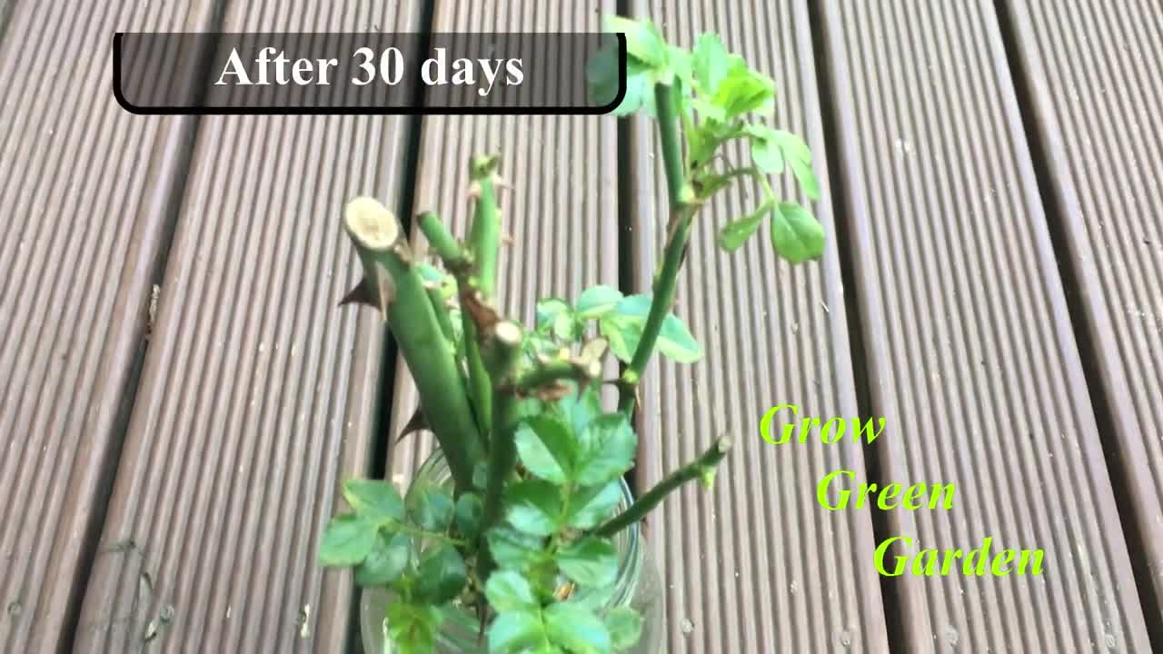 How to grow rose cuttings in water