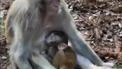 Funny clips with monkeys