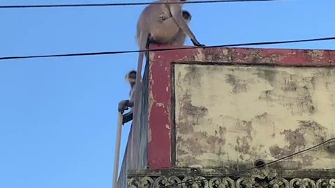 Mama Monkey Save Her Baby's Life ❤️