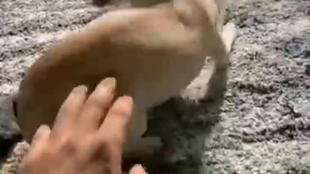 Dog bark video | funny dog videos | cute dog videos