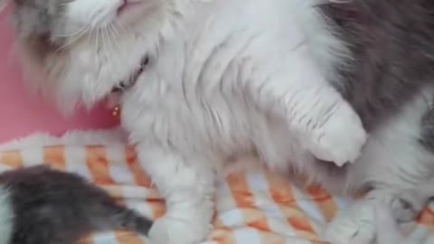 Beautifull Cat Video😹 ||Husband Cat wife Cat and kittens wife cat got angry at husband's Cat