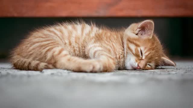 How to put our pets to sleep in less than five minutes.