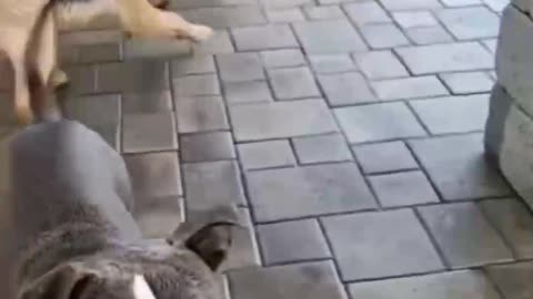 Top Funny Cute Dog Videos