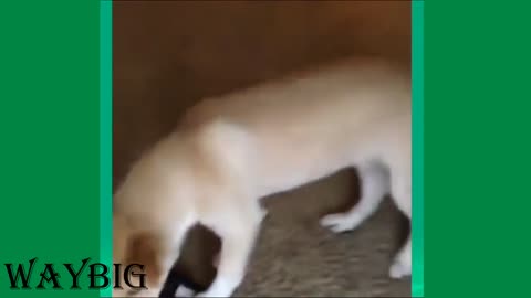 very funny dog