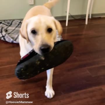 Oh Yeah, Daddy's Shoe!