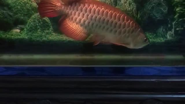 Arowana dinner