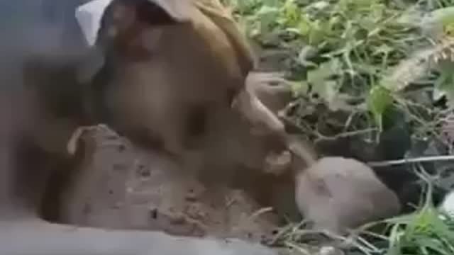 Groundhog v. Pittbull