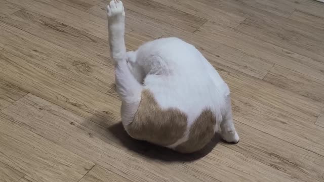 The cat's posture is always amazing.