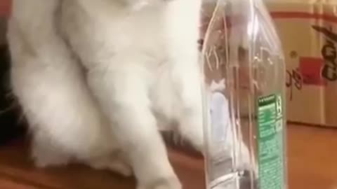 funny cat videos