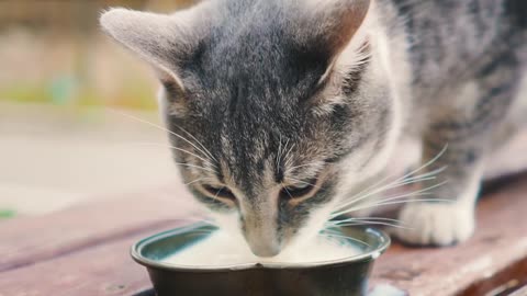 How Cat Tongues Work - Science Now