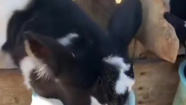 😃I recommend watching videos with funny animals