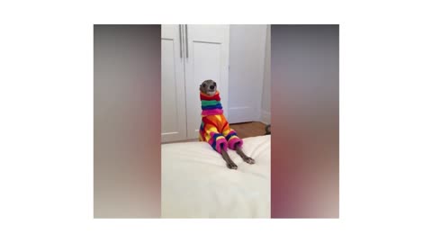 Cat and Dog Tik Tok Compilation 🐶🐱