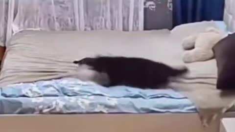 The kitten deliberately messed up the bed