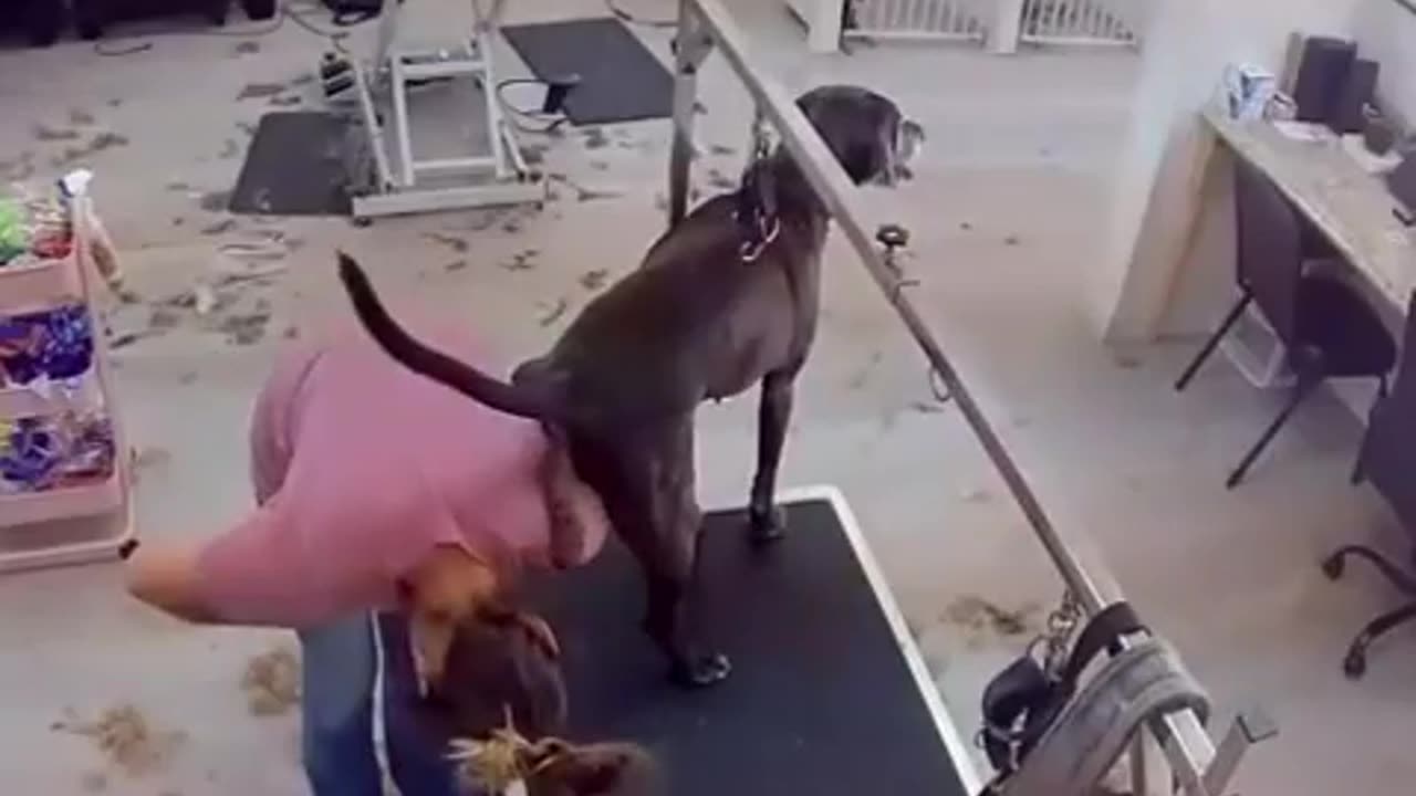 Funny video dog poops on a woman