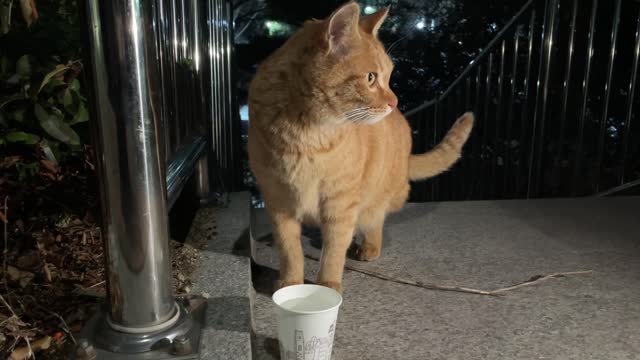 a cute cat drinking water