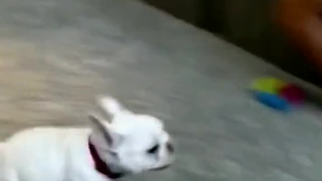 Look at This doggy rushing to take a quick nap