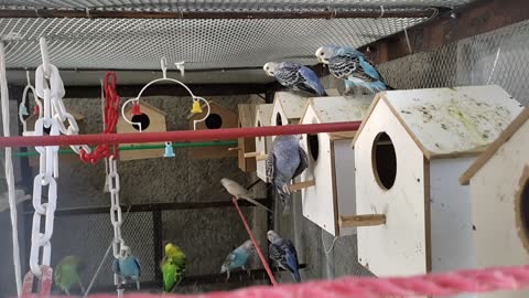 Budgie, perruche