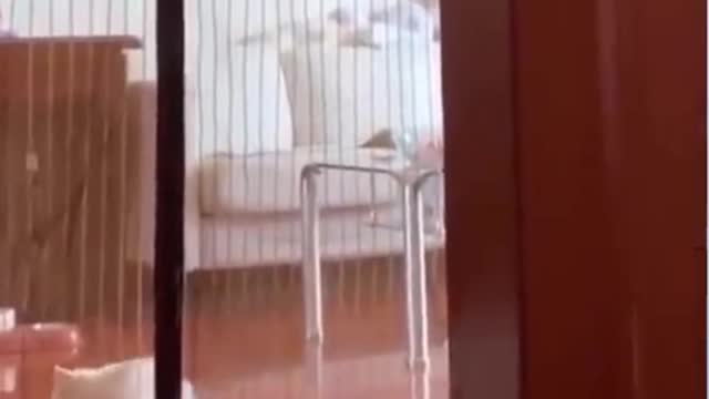 Most Funniest Shorts You Must SEE Cat Get A Better Way In