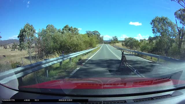 Roo on the Road