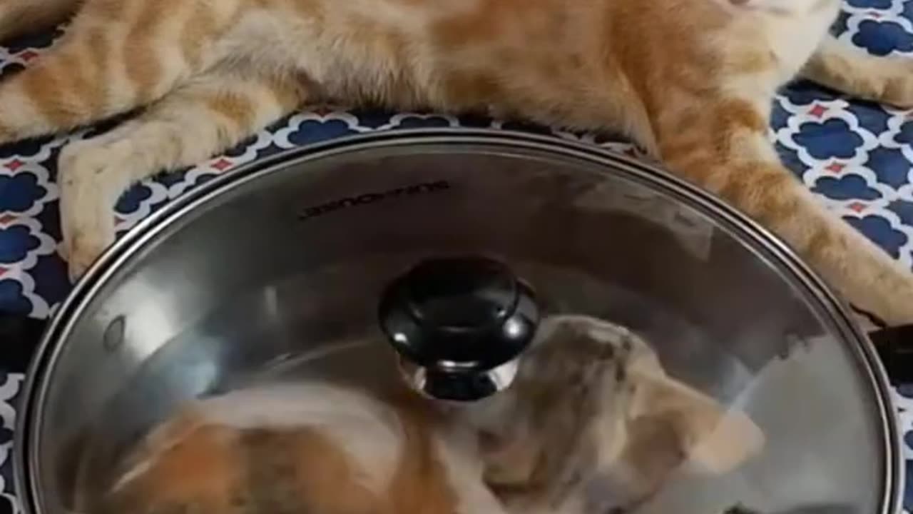 Funniest Cats 😹 #Funny Animals 😂🙉🤩 TRY Not to Laugh! #shortsvideo #foryou