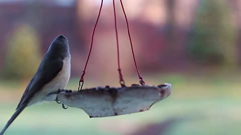 Birds - beauty of nature