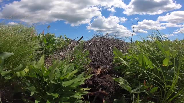 Beaver Lodge