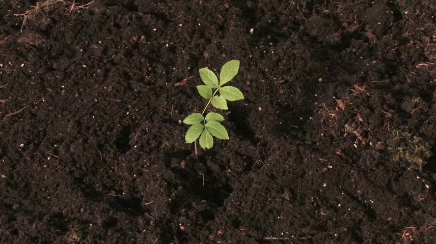 After three days, a small white bud of the seed drilled out of the soil