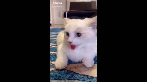 Cute Cats and Funny Animals Complilaton-21