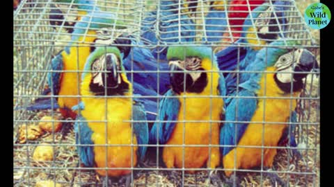 Blue and Yellow Macaw: Named for its obvious coloring