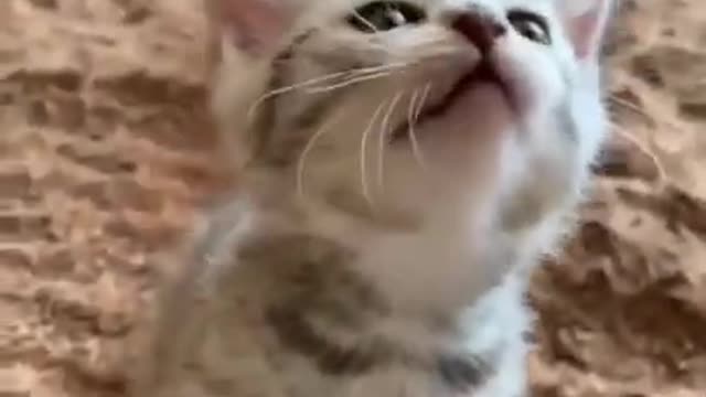 Cute 🥰🥰 #little #kitten #shorts
