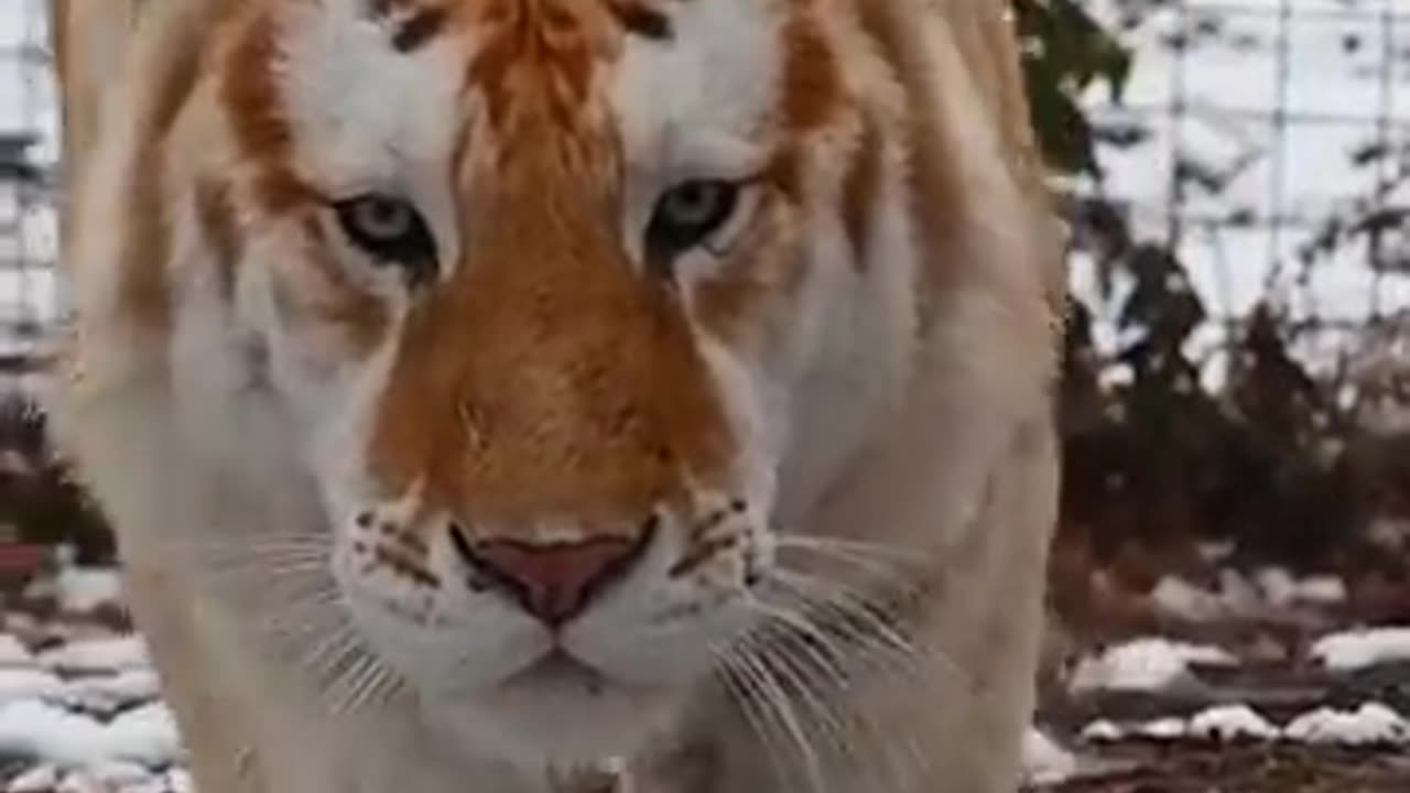 Animal in the world