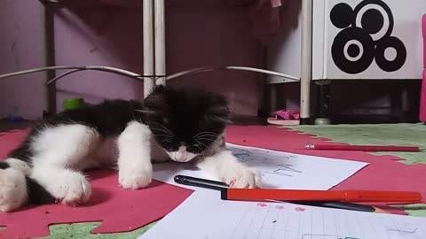 Meu gato