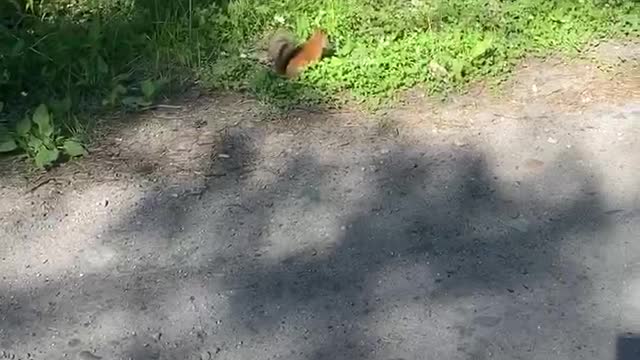 Squirrel jumping