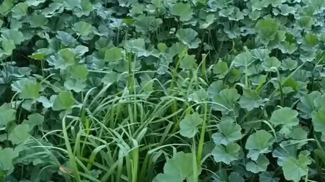 Check out this doggy adorably hopping through a field