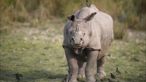 Wildlife